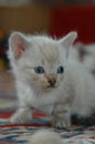 White cute kitten playing Royalty Free Stock Photo
