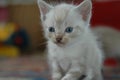 White cute kitten playing and looking at us Royalty Free Stock Photo