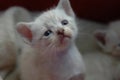 White cute kitten playing and looking at us Royalty Free Stock Photo
