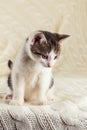 White cute kitten with tabby head sitting on knitted blanket Royalty Free Stock Photo