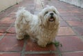 Cute white Lhasa Apso dog posing for the camera at home