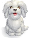 White cute Maltese lapdog puppy vector illustration