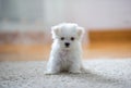 White cute maltese puppy, 2 months old looking at us Royalty Free Stock Photo