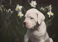 White cute puppy Dogo Argentino sitting in the daffodils Royalty Free Stock Photo