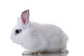 White cute rabbit Royalty Free Stock Photo