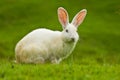 White cute rabbit Royalty Free Stock Photo