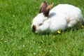 white cute rabbit with brown nose eats grass on the lawn,fluffy pet,easter bunny Royalty Free Stock Photo