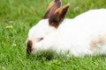 white cute rabbit with brown nose eats grass on the lawn,fluffy pet,easter bunny Royalty Free Stock Photo