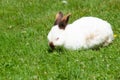 white cute rabbit with brown nose eats grass on the lawn,fluffy pet,easter bunny Royalty Free Stock Photo