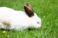 white cute rabbit with brown nose eats grass on the lawn,fluffy pet,easter bunny Royalty Free Stock Photo
