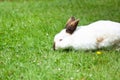 white cute rabbit with brown nose eats grass on the lawn,fluffy pet,easter bunny Royalty Free Stock Photo