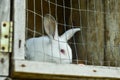 The rabbit locked in the enclosure looks through the net Royalty Free Stock Photo