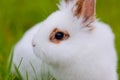 White cute rabbit on green background Royalty Free Stock Photo