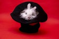 white cute rabbit sits in a black hat on red background. Cylinder hat. Focus with hare. circus performance illusion Royalty Free Stock Photo