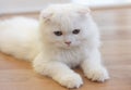 White cute Scottish Fold cat