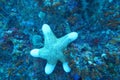 A white cute starfish
