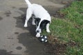 A white cute terrier dog playing football Royalty Free Stock Photo