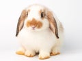 White cute young holland lop rabbit on white background.