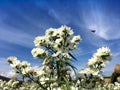White cutter flower/aster ericoides flower with flying bee in the garden under blue sky Royalty Free Stock Photo