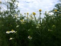 White cutter flower/aster ericoides flower in the garden