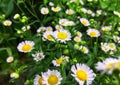 White cutter flower/aster ericoides flower with raindrop on pollen Royalty Free Stock Photo