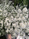 White cutters flowers in tin at the garden, nature background of cutter flower, decoration in cafe, home and restaurant