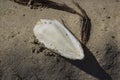 White Cuttlebone lying on wet sandy beach.