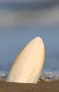 white cuttlefish bone on the shore of the sandy beach with the b Royalty Free Stock Photo