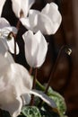 White cyclamen Royalty Free Stock Photo