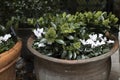cyclamen, fern and rubia in stone vases as a decoration for the urban space of London