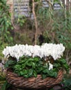 White cyclamen in wide wicker flower pot in the garden Royalty Free Stock Photo