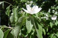 White Cydonia oblonga flower from the side Royalty Free Stock Photo