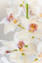 White Cymbidium or Boat orchid flowers Royalty Free Stock Photo