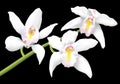 White cymbidium orchids Royalty Free Stock Photo