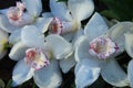 White cymbidium orchids Royalty Free Stock Photo