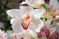 White cymbidium orchids Royalty Free Stock Photo