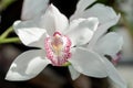 White Cymbidium orchids, commonly known as boat orchids Royalty Free Stock Photo