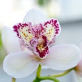 White Cymbidium orchids, commonly known as boat orchids Royalty Free Stock Photo