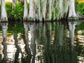 White cypress trees with buttresses reflected in coastal waters Royalty Free Stock Photo