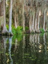 White cypress trees in the saltwater swamp Royalty Free Stock Photo