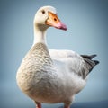 Realistic 3d Rendered Goose Clipart With Humorous Tone
