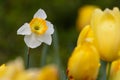 White Daffadil standout yellow tulip background Royalty Free Stock Photo