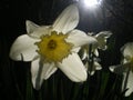 White Daffodil Royalty Free Stock Photo
