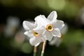 White daffodil