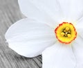 White daffodil