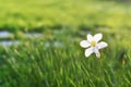 White daffodil on the background of grasslogy