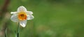 white daffodil blooming in the spring. Daffodils Flower Field Park Background Beautiful Landscape Nature Flowers, Yellow Royalty Free Stock Photo