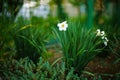 White daffodil blooms in spring garden. Narcissus flowers Royalty Free Stock Photo