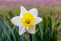 White daffodil close up on blurred background Royalty Free Stock Photo