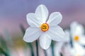 White daffodil close-up on a blurred background Royalty Free Stock Photo